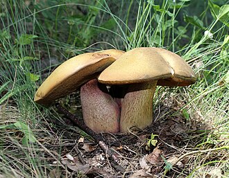 Krasnoborowik ponury (borowik ponury)