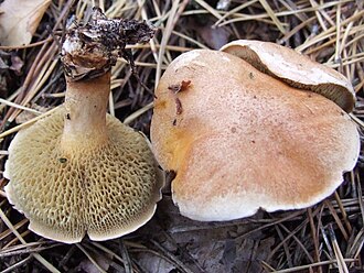 Maślak sitarz (Suillus bovinus)