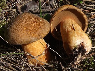 Maślak pstry (jakubek) (Suillus variegatus)