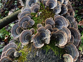Wrośniak różnobarwny (Trametes versicolor)