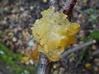 Trzęsak pomarańczowożółty