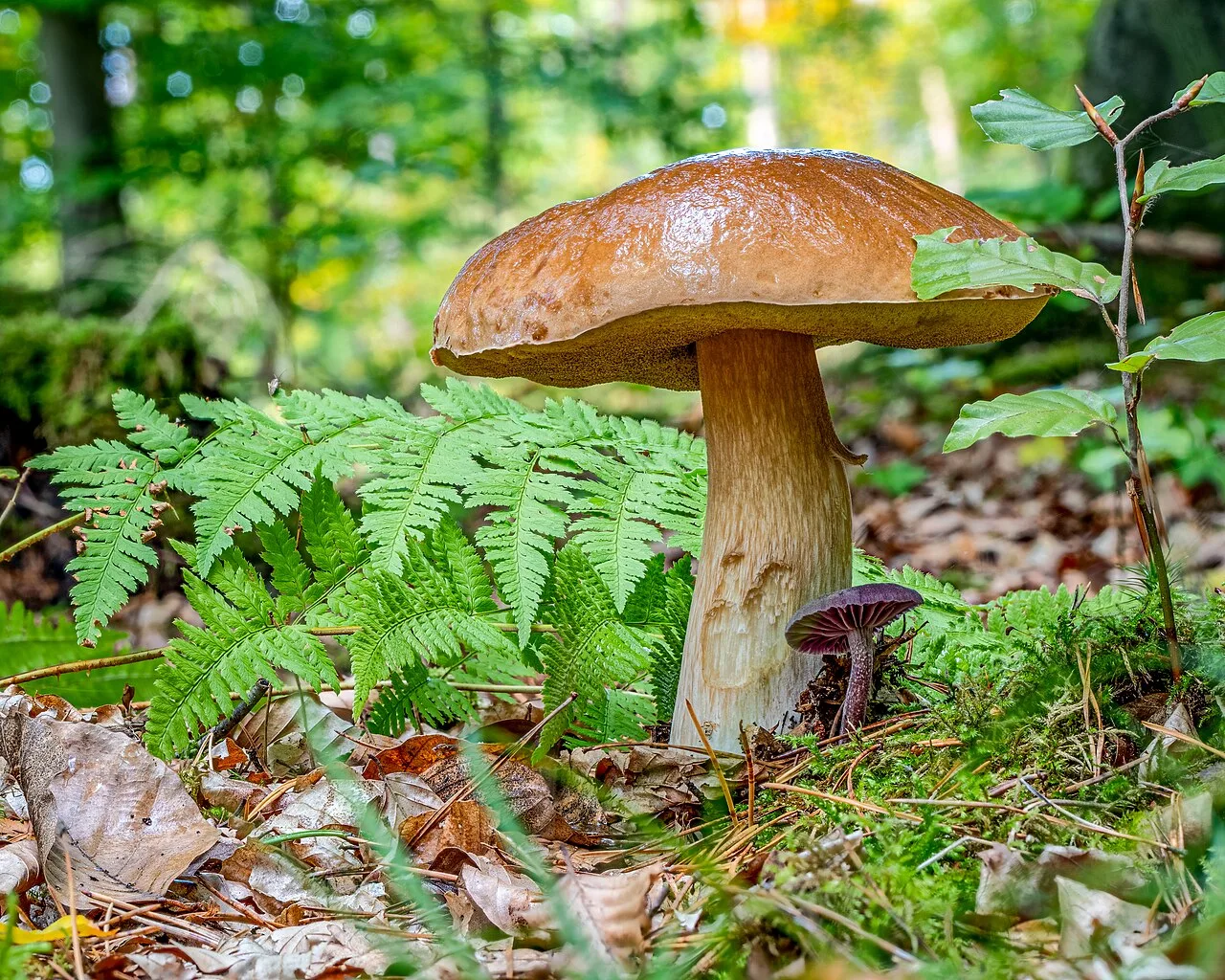 Owocnik i spód kapelusza