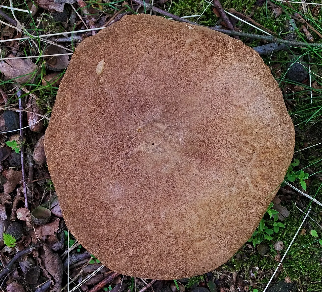 Powierzchnia kapelusza