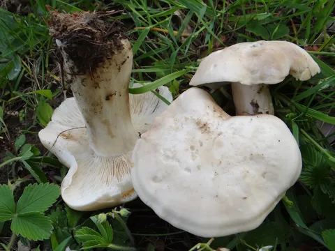 Gęśnica wiosenna