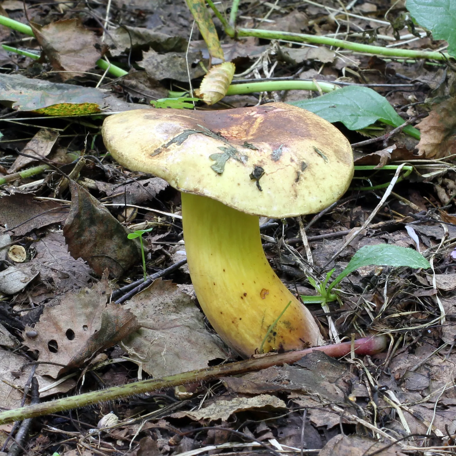 Owocnik w ściółce