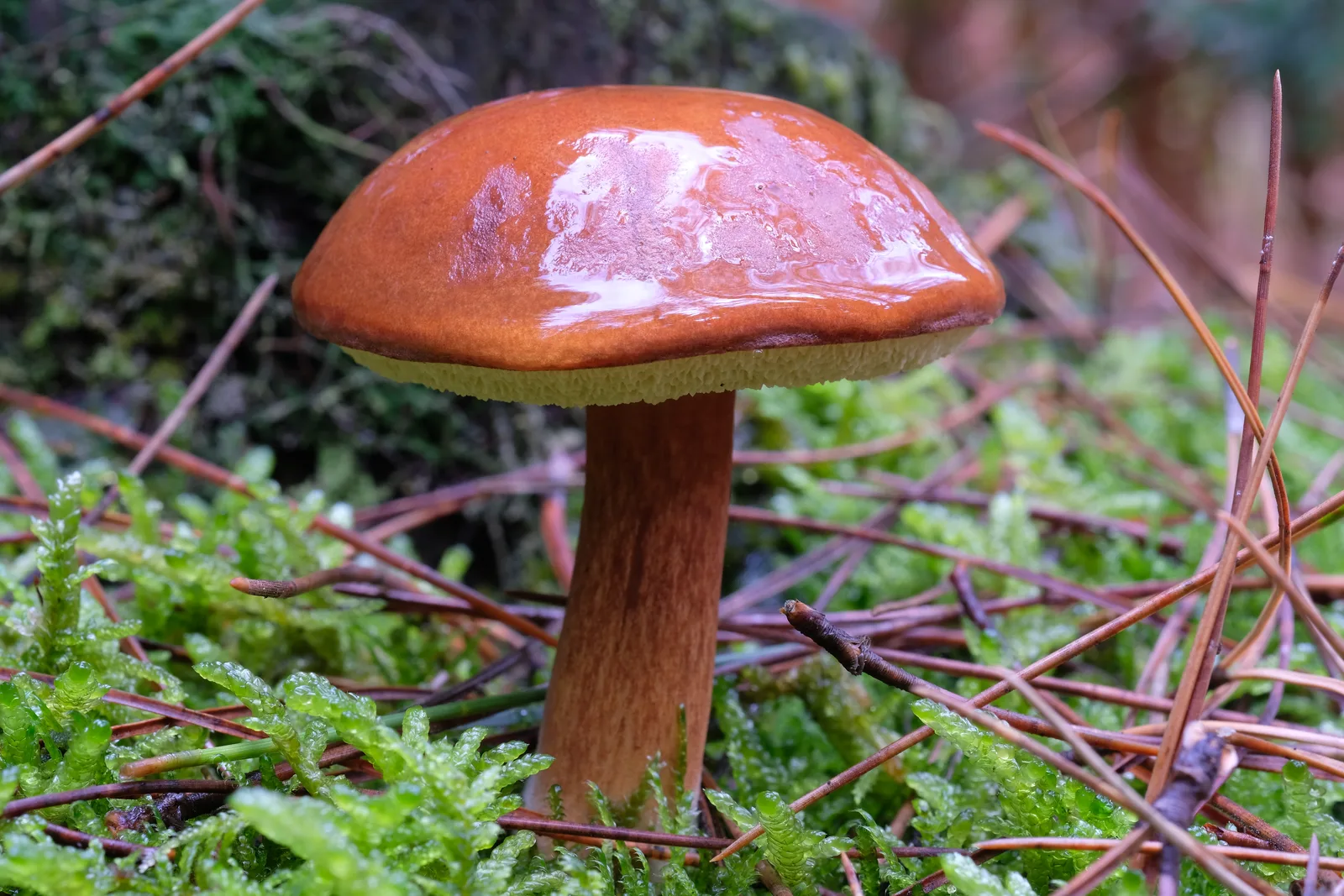 Wilgotna powierzchnia kapelusza