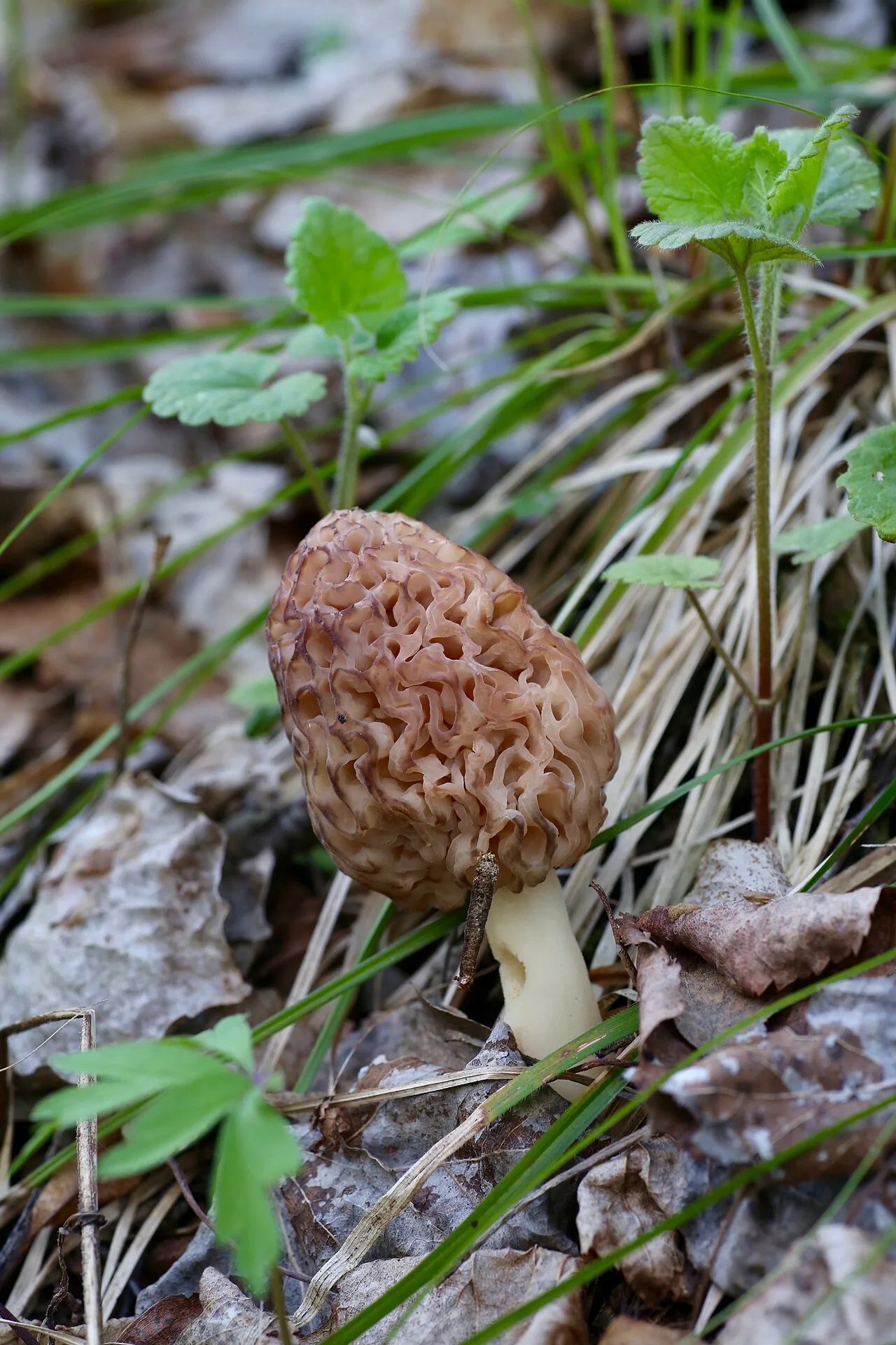 Owocnik w ściółce — widok z boku