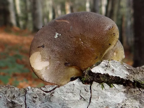 Śluzołycznik późny